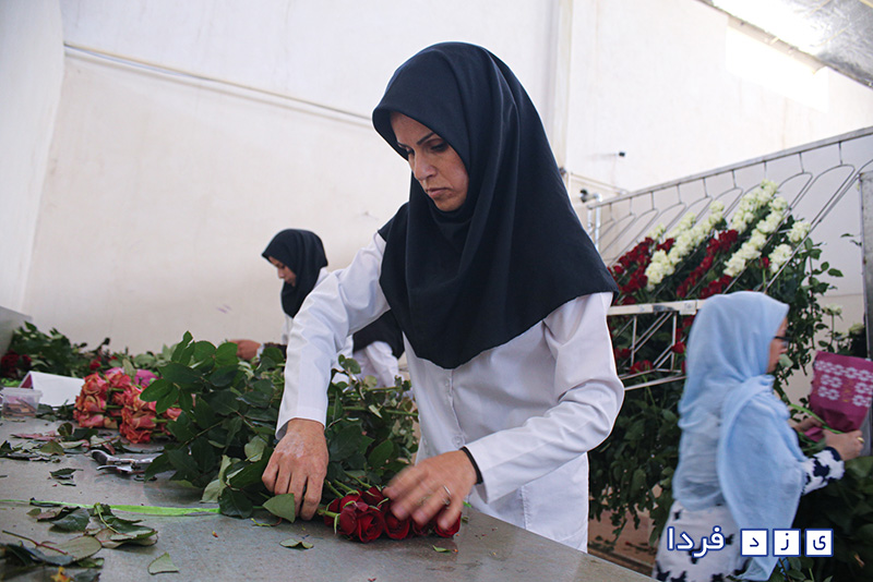 بازدید جمعی از خبرنگاران و مدیران روابط عمومی ادارت از واحد تولید کننده گل رز، کاکتوس و باغ آهو در شهرستان مهریز