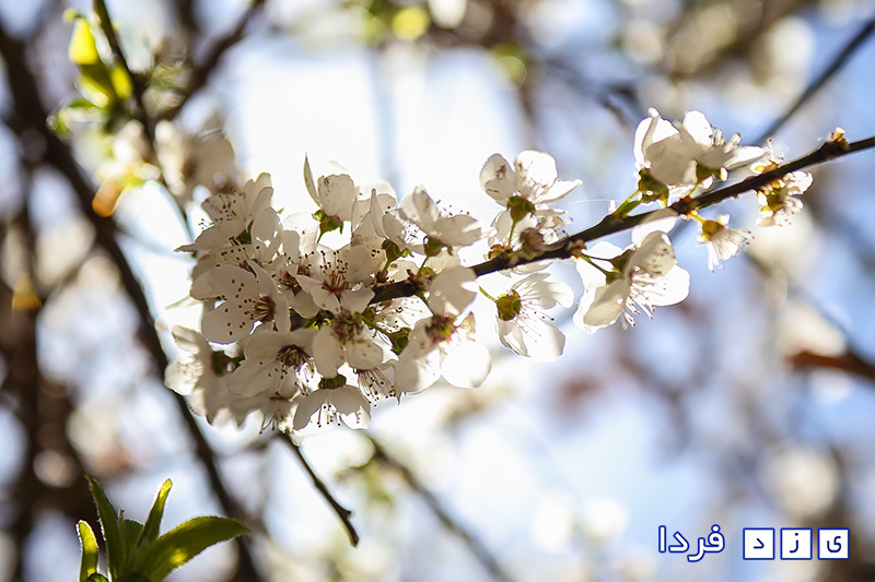 شکوفه باران زمستانی در مهریز