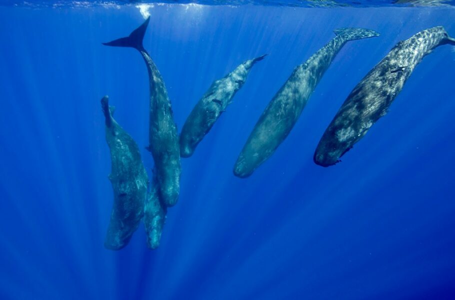 کشف محققان با کمک هوش مصنوعی: زبان نهنگ عنبر احتمالاً همانند انسان «الفبایی» است