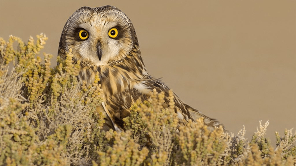 سفر جغد تالابی به کویر یزد سفر جغد تالابی به کویر یزد