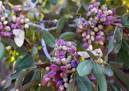 برگزاری جشنواره تجربه محور پسته در احمدآباد اردکان