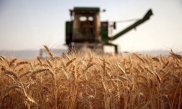 پرداخت کامل مطالبات گندم کاران یزدی