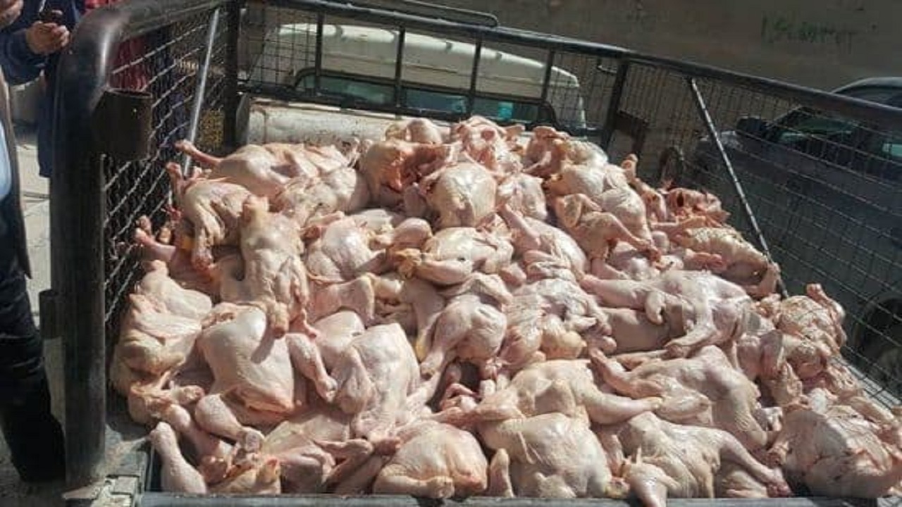 حذف بیش از ۲۰۰ کیلوگرم گوشت مرغ غیربهداشتی