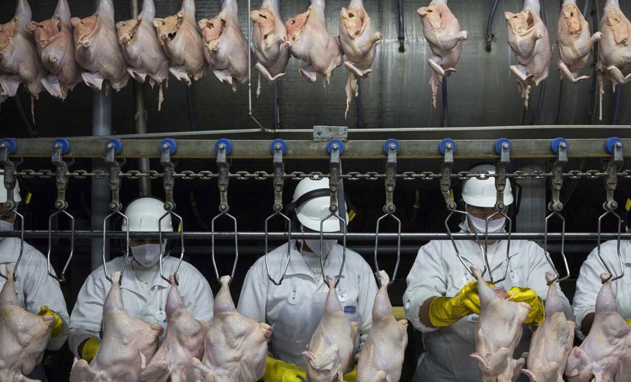 تولید روزانه ۱۷۰ تن گوشت مرغ در استان