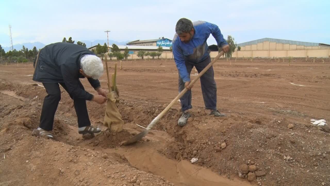 غرس ۴۰۰ اصله نخل در یک کارخانه