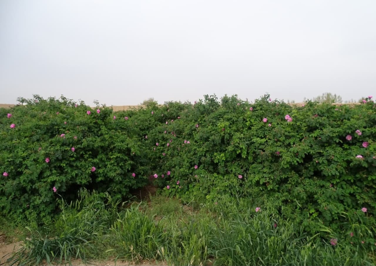 آغاز برداشت گل محمدی در شهرستان اشکذر