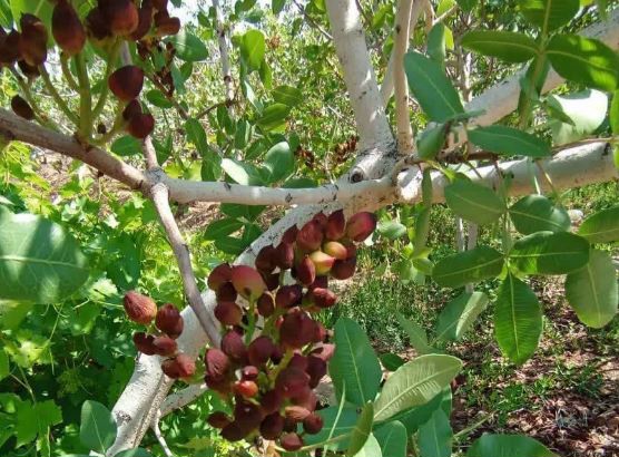 علل سیاه شدگی میوه پسته باغات مزرعه کلانتر