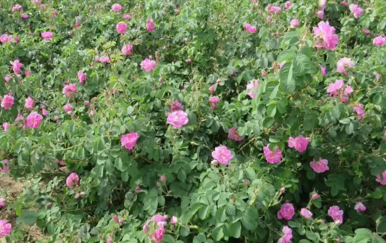 برداشت پانزده تن گل محمدی در بخش خضرآباد