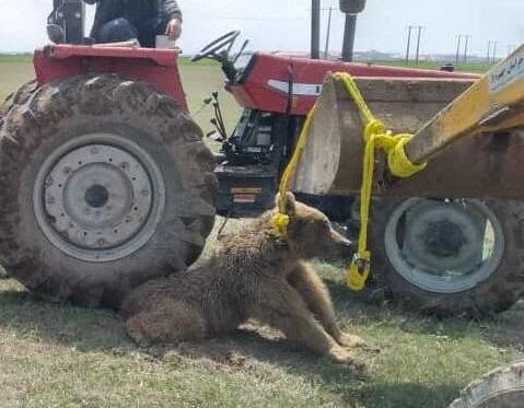 پس از پلنگ قائمشهر؛ یک قلاده خرس هم در اردبیل تلف شد!