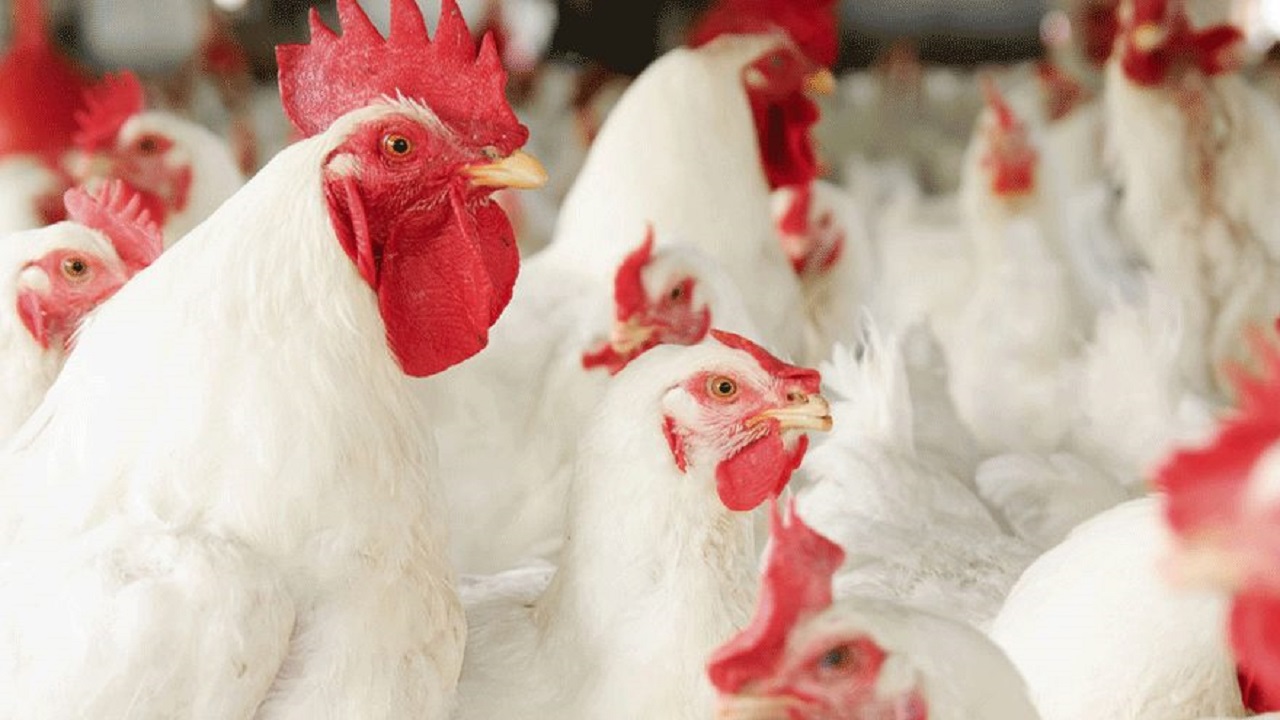 بهره برداری از یک واحد پرورش مرغ گوشتی در شهرستان ابرکوه 