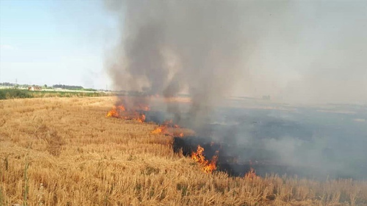 آتش بی مبالاتی در مزرعه منشاد