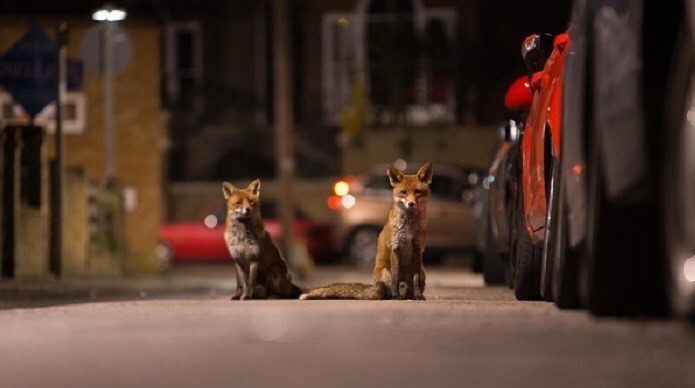  «روباه‌های شهری» یک تهدید در حال رشد