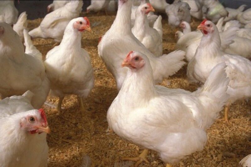 کشف هزار و چهارصد قطعه مرغ زنده فاقد مجوز در مهریز
