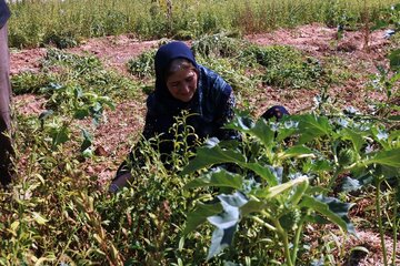 سرما ۱۰۰ درصد به محصول کنجد خاتم خسارت زد