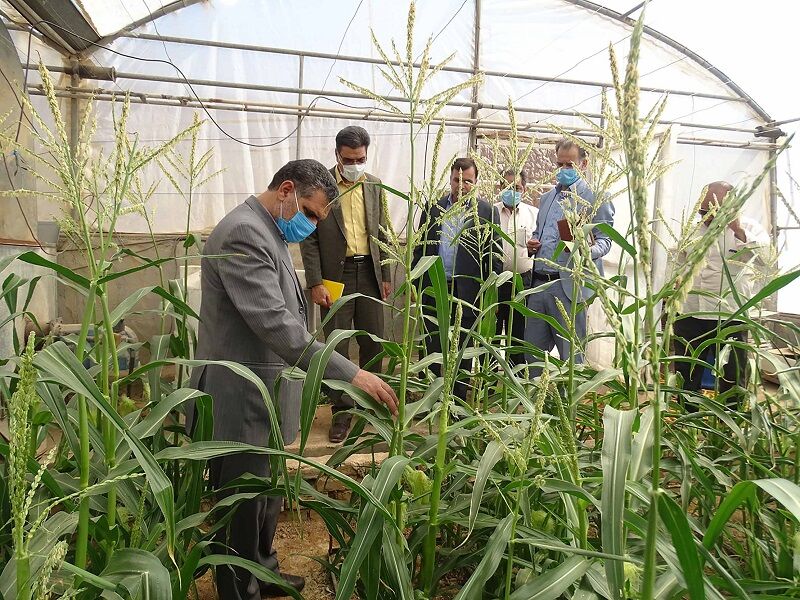 افزایش راندمان آبیاری و تولید در سایه توسعه کشت گلخانه‌ای در استان یزد