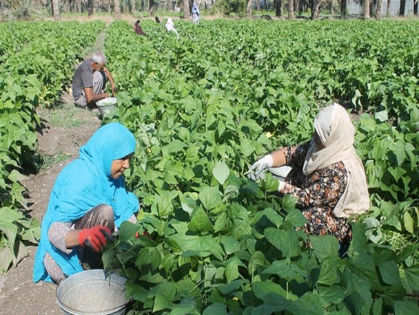 برداشت لوبیا سبز در خضرآباد