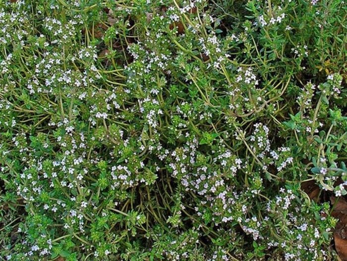 توسعه وکشت گیاهان دارویی کم آبخواه در میانکوه