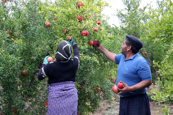 پیش‌بینی برداشت ۱۲۰۰۰ تن انار از باغات تفت/ بهبود نرخ‌گذاری انار شهرستان نسبت به قبل