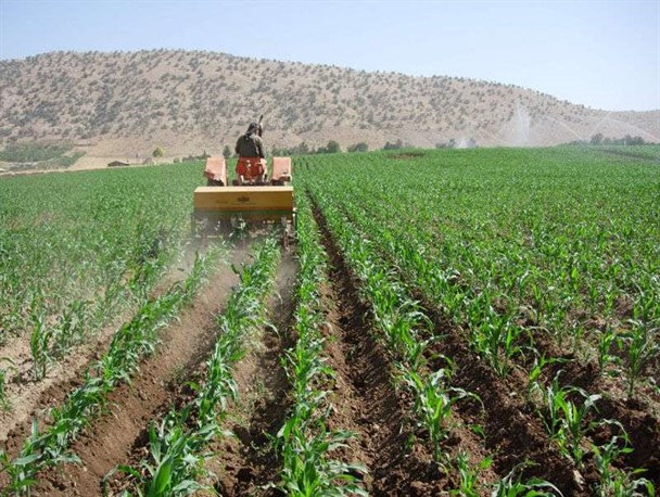 تولید محصولات کشاورزی در یزد ۱۰ درصد افزایش یافت