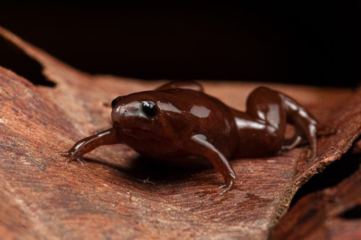 کشف عجیب‌ترین قورباغه جهان در آمازون