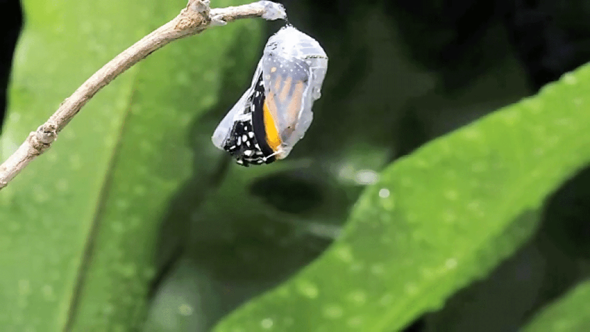 فیلم| لحظه زیبای از پیله درآمدن پروانه‌ها