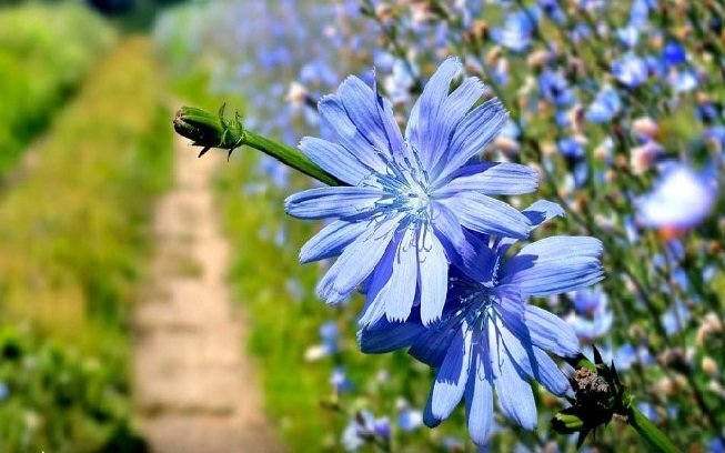 خواص ضد سرطانی «سرور سبزی‌ها»