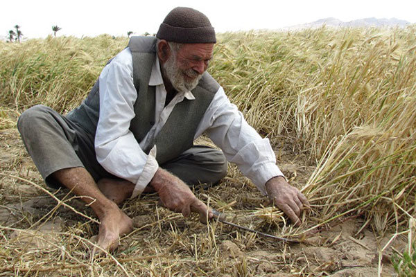 کشاورزان پاداش می‌گیرند