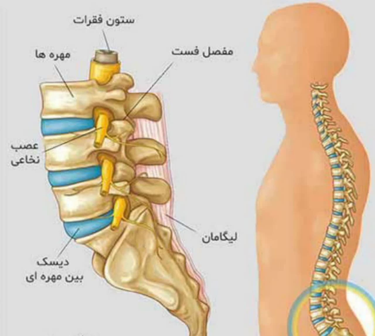 دیسک کمر چیست؟