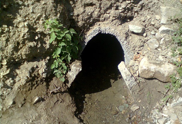 کفترها