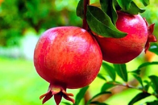 امسال ۱۲۵ هزار تن از انارستان‌های استان یزد برداشت می شود