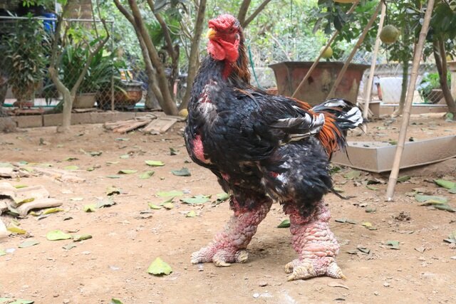 فیلم| مرغ و خروس‌های نژاد دانگ تائو ویتنامی دارای پاهای بسیار کلفت هستند!
