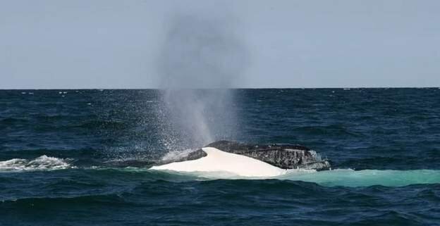 اتفاق عجیب برخورد یک قایق با نهنگ قربانی گرفت