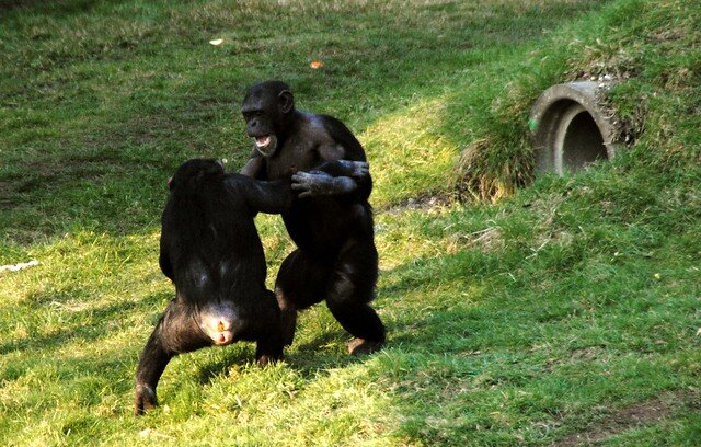 رفتار خارق‌العاده شامپانزه‌/ جنگیدن به سبک انسان!