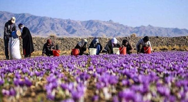 پنجمین جشنواره گردشگری برداشت زعفران در بهاباد برگزار می‌شود