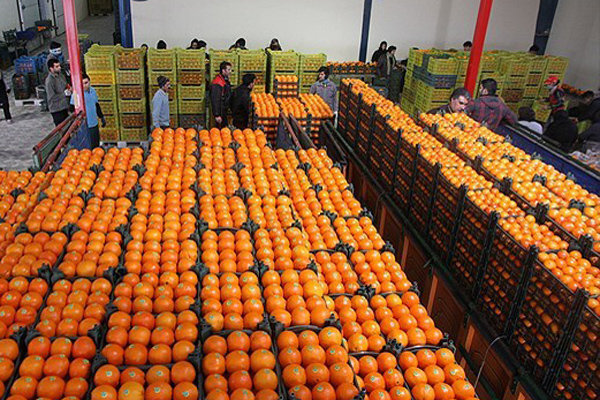 کمتر از ۲۰ درصد میوه‌های تنظیم بازار یزد در نوروز به فروش نرسید