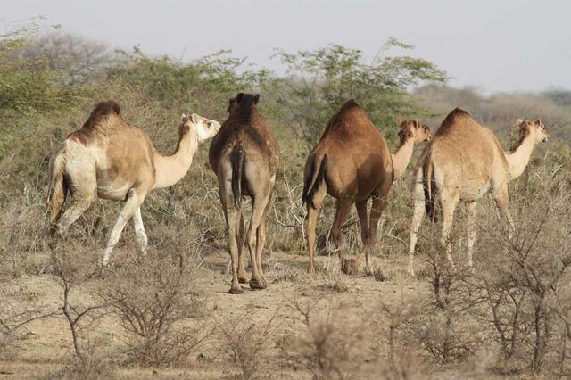 یزد سومین استان موفق در صنعت پرورش شتر/ اختصاص تسهیلات قرض‌الحسنه برای خرید شتر