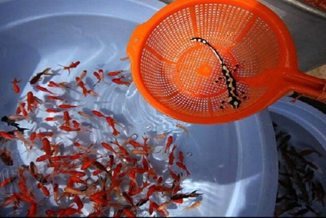 «ماهی قرمز» خطر جدی برای محیط زیست