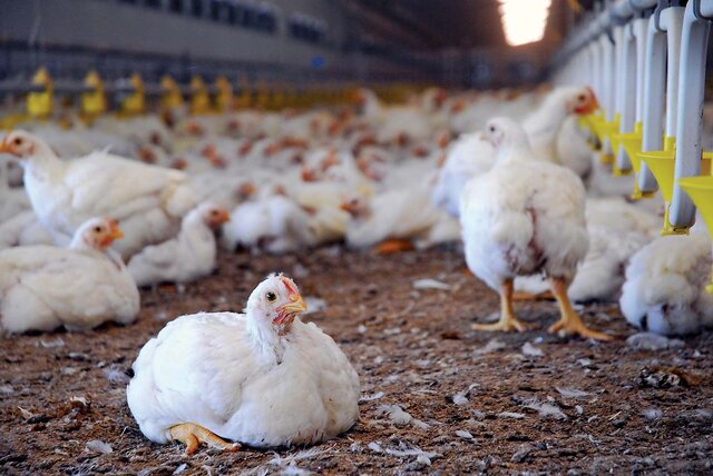 تولید ۲۰۰۰ تن گوشت مرغ مازاد بر نیاز در یزد/ قیمت‌ها ثابت خواهد ماند