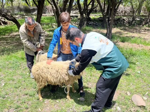 اردوی جهادی دامپزشکی در روستای راویز رفسنجان برگزار شد