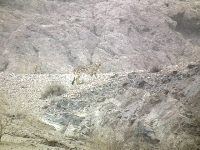 مشاهده یوزپلنگ آسیایی نر در پناهگاه حیات وحش آریز بافق ـ یزد