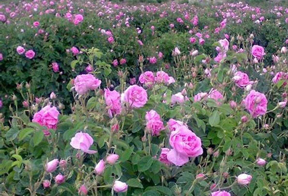 برداشت گل محمدی در بنادک سادات