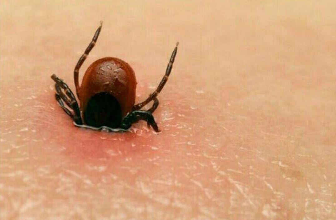ثبت اولین فوتی مبتلا به تب کریمه کنگو در استان یزد