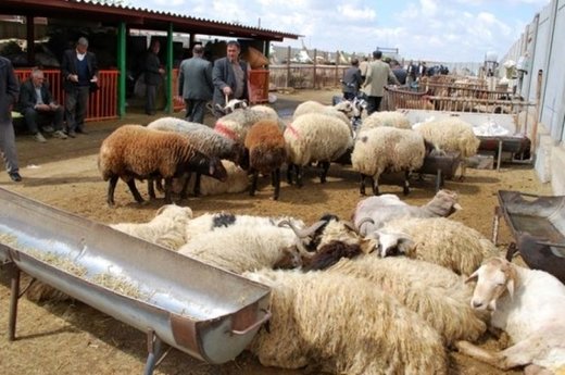 خبری از قربانگاه‌های موقت عید قربان در یزد نیست