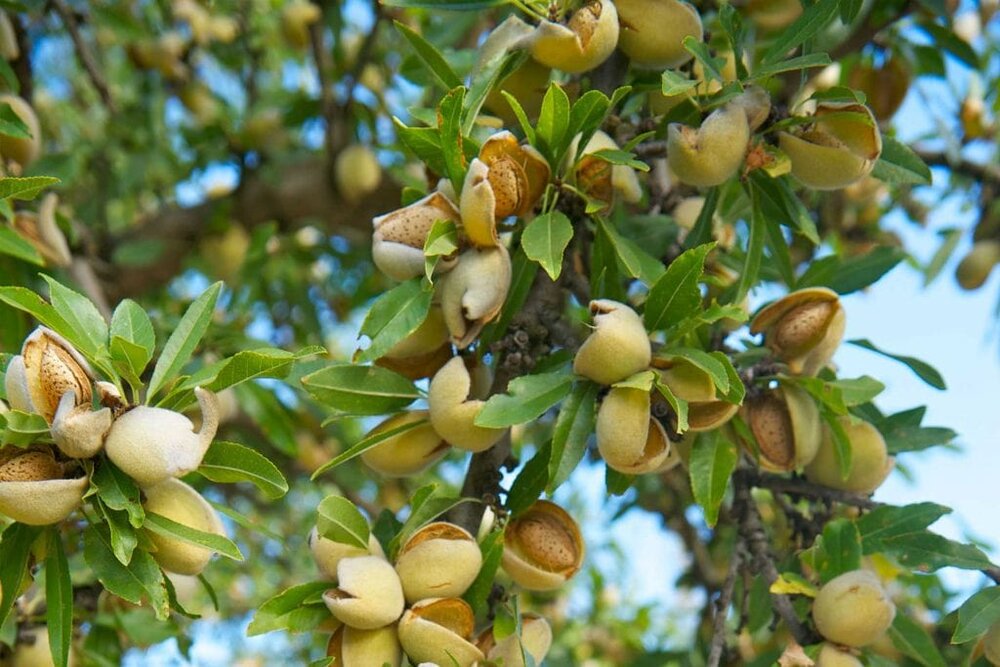 کاهش ۸۰ درصدی برداشت بادام در مهریز