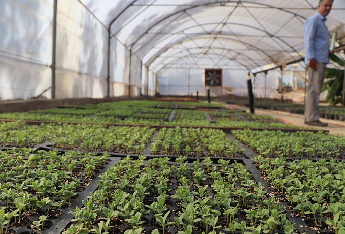 تولید انواع گلهای فصلی  در مرکز تولیدات  گلخانه ای  سازمان سیما منظر و فضای سبز