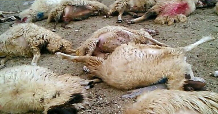 تلف شدن 12 رأس گوسفند در حمله حیوان وحشی