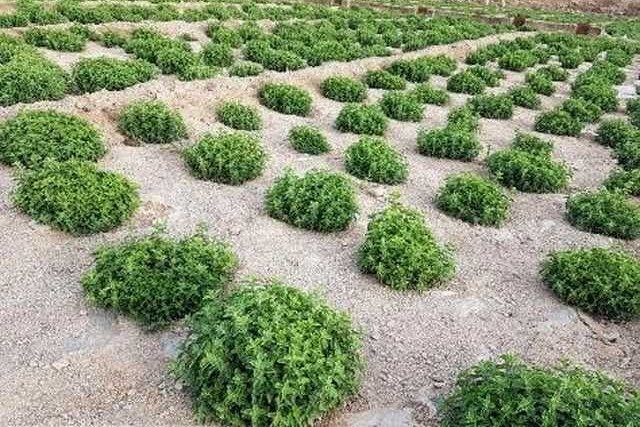 برداشت گیاه دارویی مرزنگوش در خضرآباد