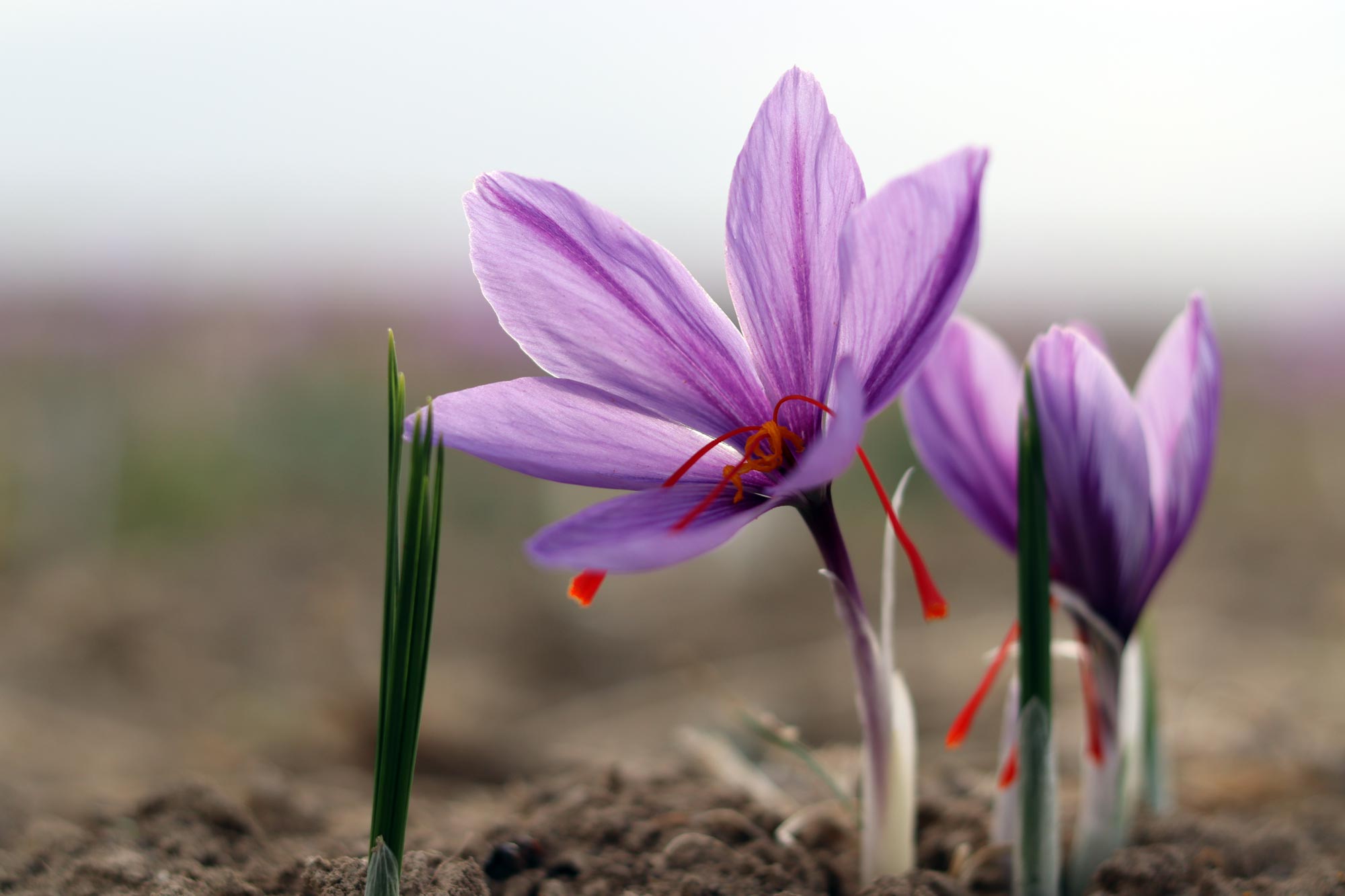 گیاهی برای درمان افسردگی با اثرات ضد سرطانی