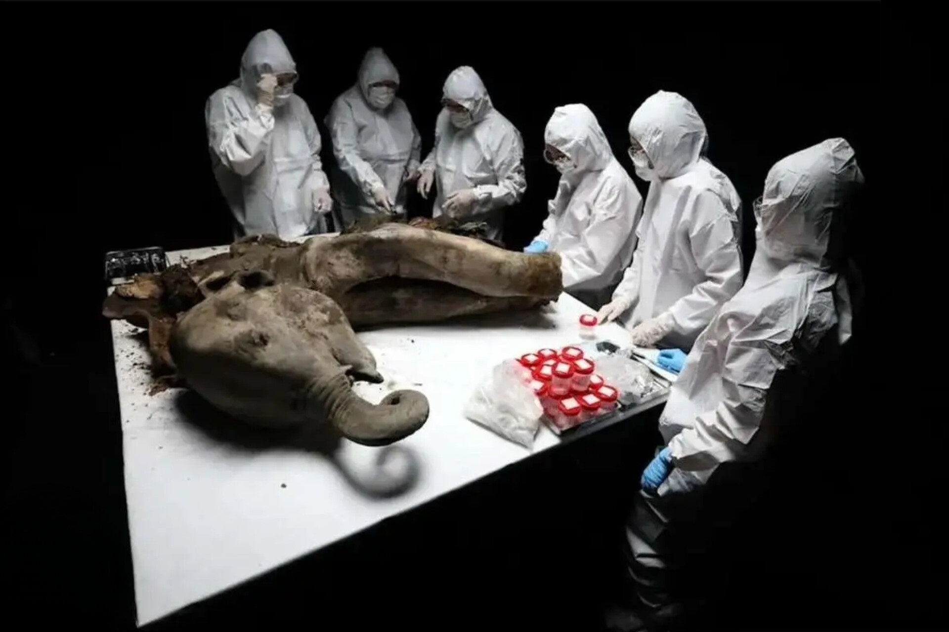 کالبدشکافی سالم‌ترین «ماموت» جهان؛ ۱۳۰ هزارسال پس از مرگ
