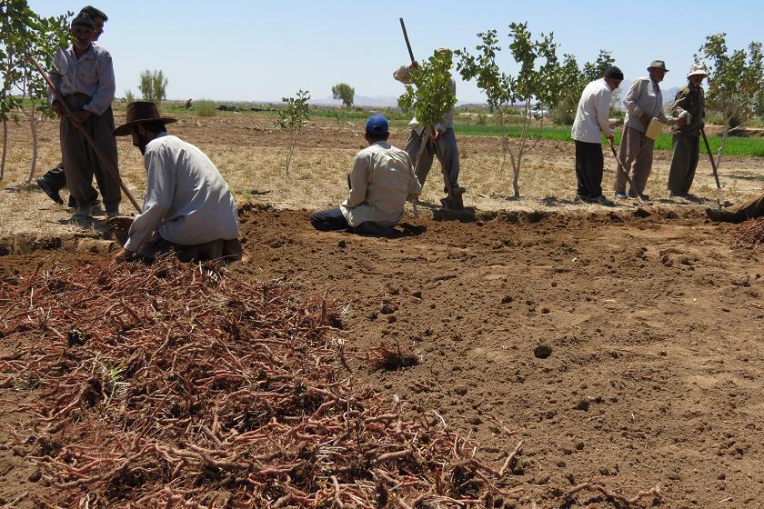 آغاز برداشت روناس در بافق